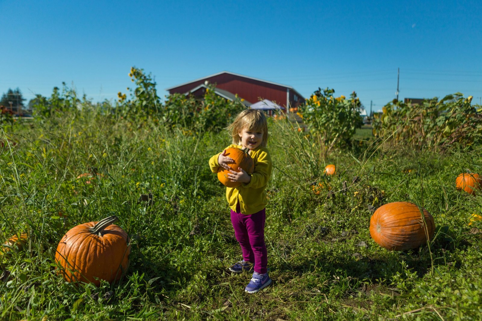 Pumpkin Themed Books